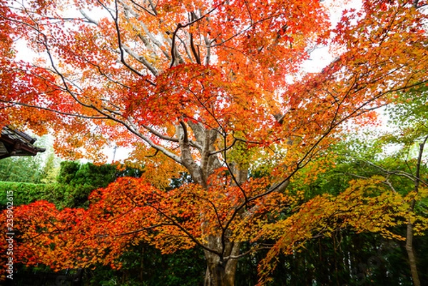 Obraz Beautiful Autumn Leaves in Kyoto