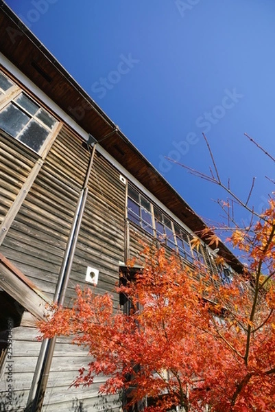 Fototapeta 木造校舎の小学校と紅葉