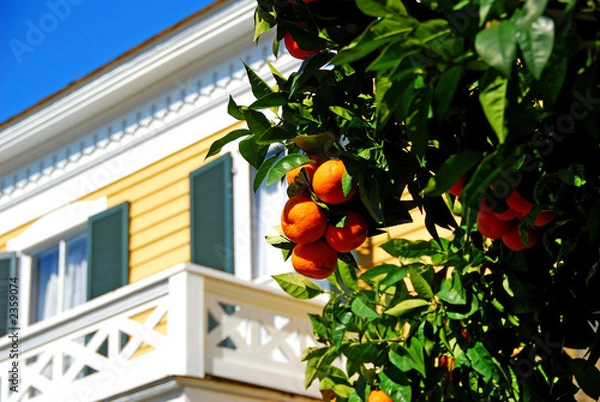Obraz historic home by orange tree