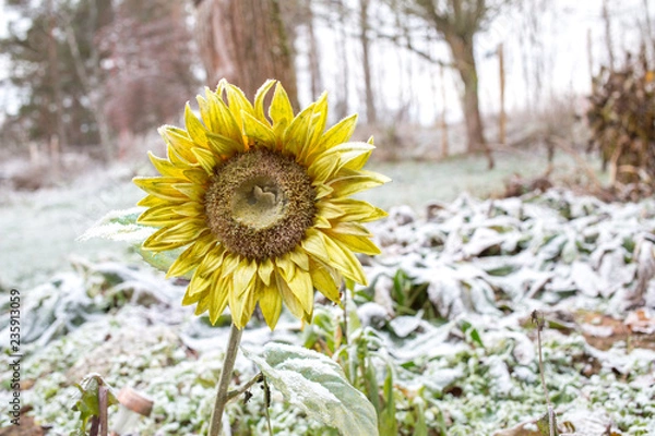 Obraz A frozen sunflower