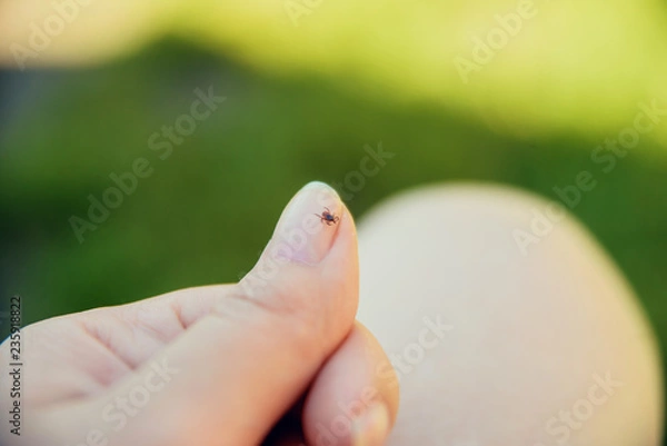 Obraz Tick crawling on finger. The concept of danger of tick bite.