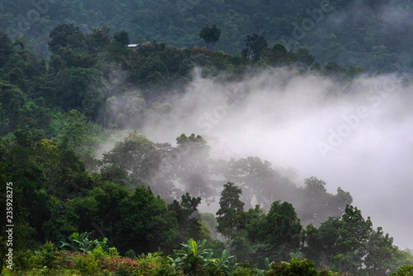 Obraz Beautiful morning panorama of forest covered by low clouds. Colored sunrise in forested mountain slope.