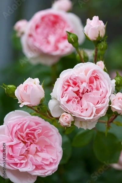 Obraz romantic roses
