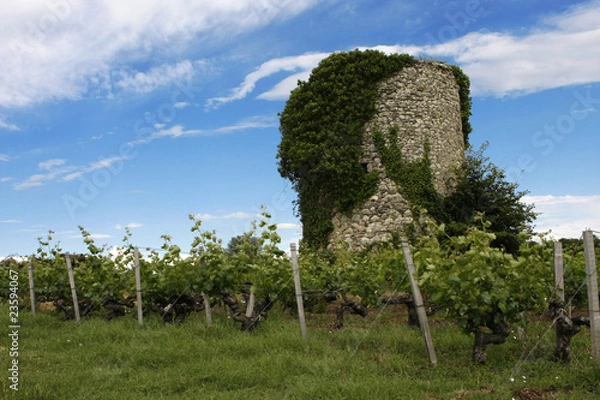 Fototapeta vieille tour dans les vignes
