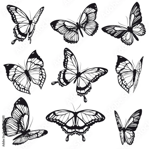 Obraz black butterfly, isolated on a white