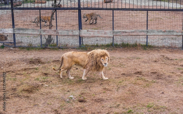 Fototapeta Lion pride