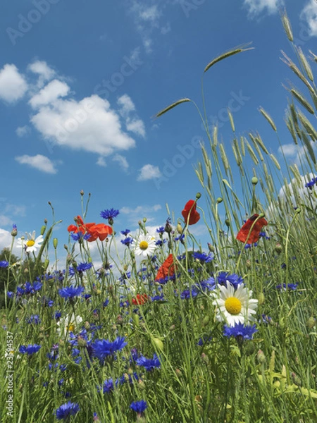 Obraz Blumen, Blumenwiese