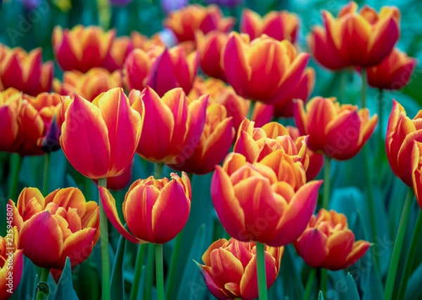 Obraz Holland's tulips red with yellow trim on the petals bloom in the Amsterdam, close-up with bokeh. Motley bright spring flowers in the garden.