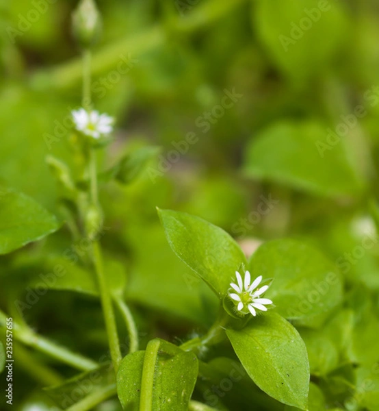 Obraz Stellaria media