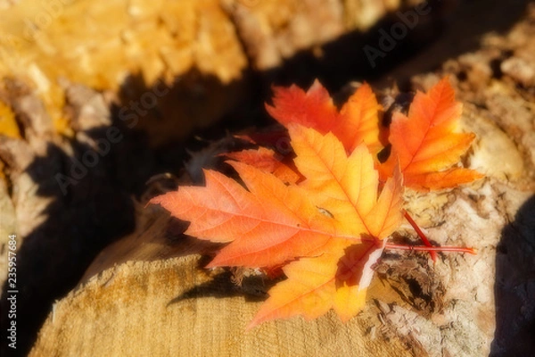 Fototapeta Herbstblätter