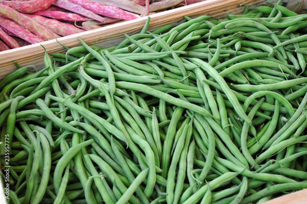 Fototapeta FRENCH BEANS