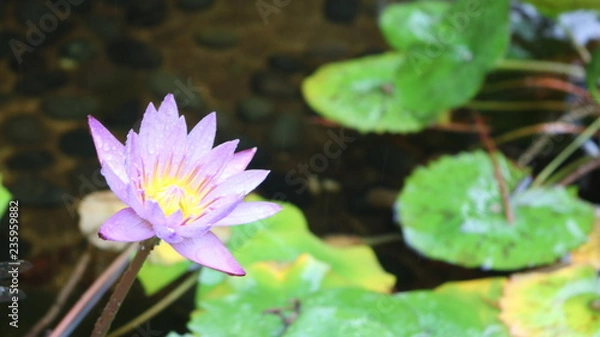 Fototapeta 名城公園フラワーガーデン 紫のスイレン