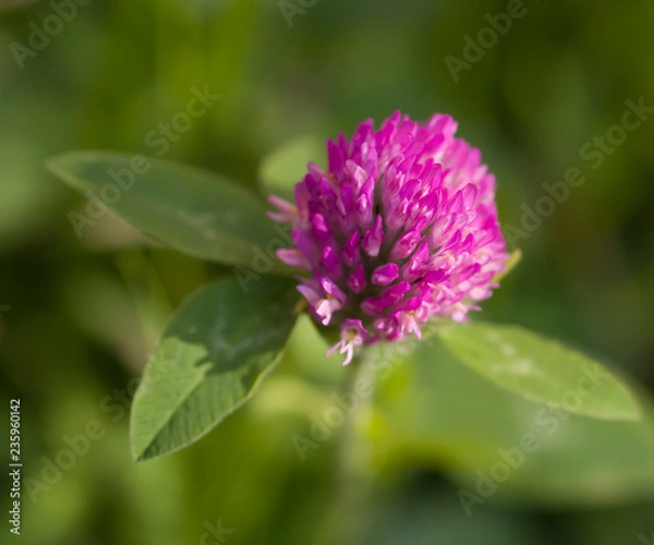 Obraz Trifolium pratense