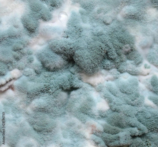 Fototapeta Mold. Abstract background.