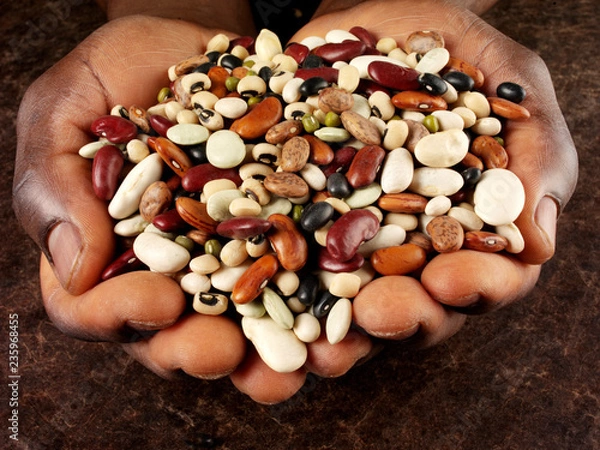 Obraz MAN'S HANDS HOLDING MIXED DRY BEANS