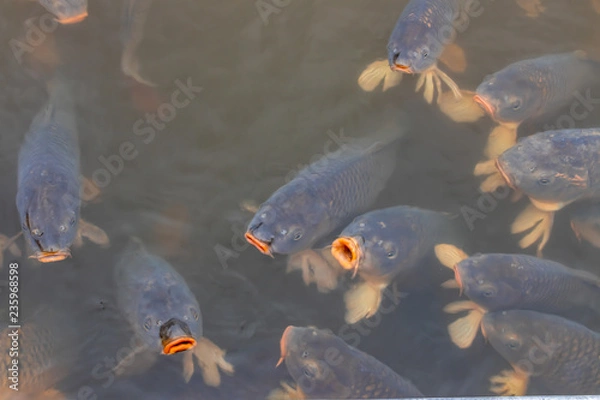 Fototapeta lake fish