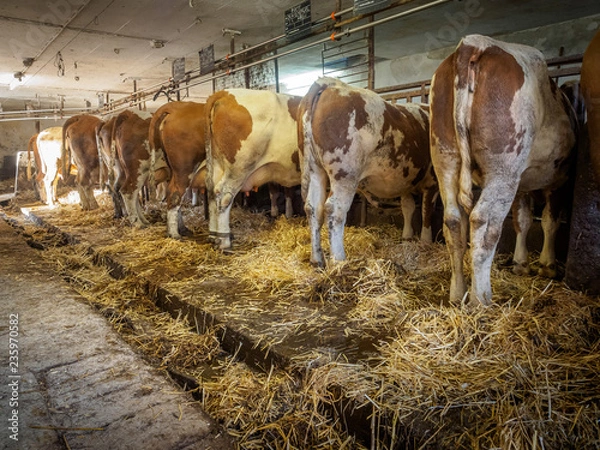 Obraz Dairy cows in old cowshed just before cleaning