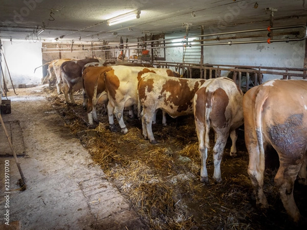 Obraz Dairy cows in old cowshed just before cleaning