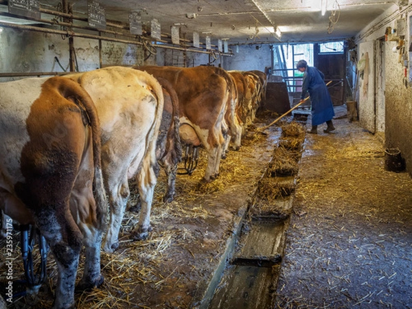 Obraz Farmers wife scraping manure in the cowshed at an old farm in austria