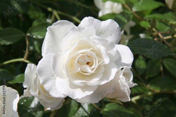 Fototapeta Roses blanches