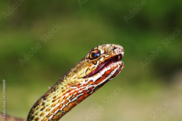 Obraz angry eastern montpellier snake