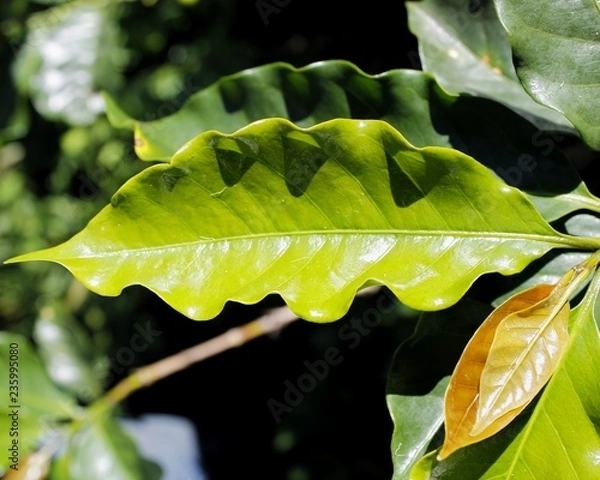 Obraz Leaf coffee