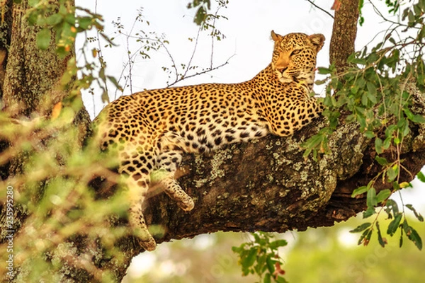 Fototapeta z kotem Widok z boku afrykańskiego Leoparda gatunku Panthera Pardus, odpoczywającego na drzewie na zewnątrz. Wielki kot w Parku Narodowym Krugera w RPA. Lampart jest częścią popularnej Wielkiej Piątki.