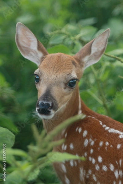 Obraz Pretty in Pigweed