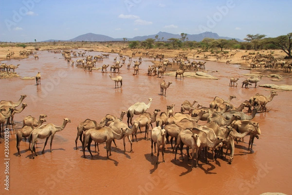 Obraz A herd of camels cools in the river on a hot summer day. Kenya, Ethiopia. Africa