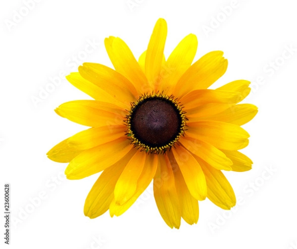 Obraz Czarnooka Susan