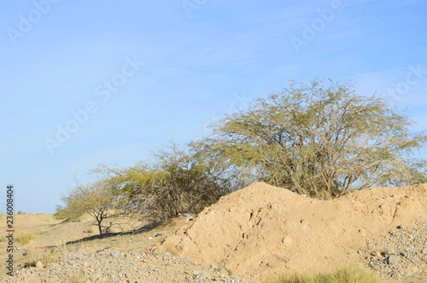 Fototapeta Tree in the desert