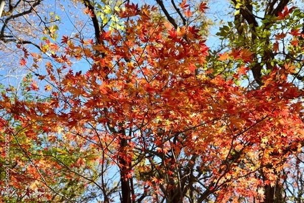 Fototapeta 久住高原の紅葉