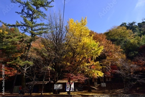 Fototapeta 龍門の滝のモミジ