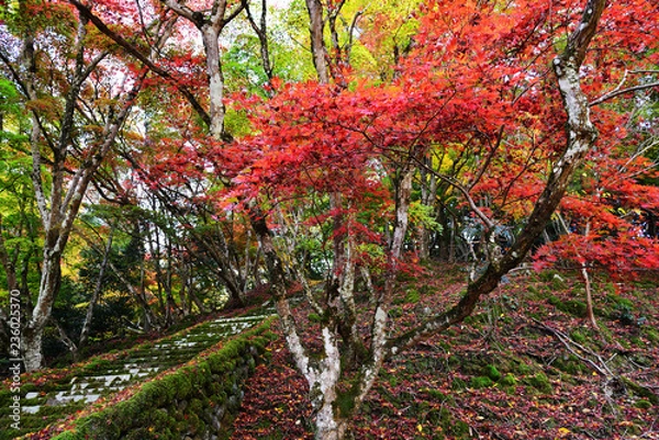 Fototapeta 御霊もみじ