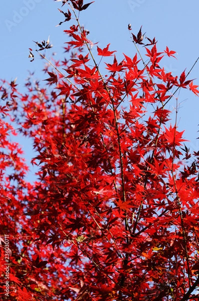 Fototapeta 紅葉のグラデーション