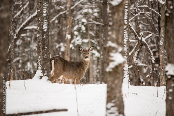 Fototapeta Upper Michigan 