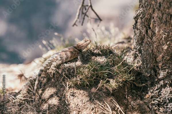 Fototapeta cute lizard climbing under the tree