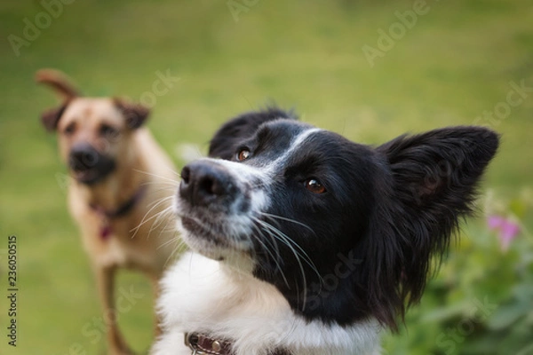 Fototapeta Border collie and Labrador cross-breed in a garden hopeful for a game of fetch.