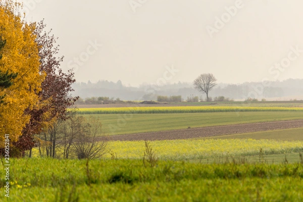 Fototapeta Late autumn. Yellow-green mustard field. Trees in the foreground. Forest in the fog in the background.The site is about agriculture. Podlasie, Poland.