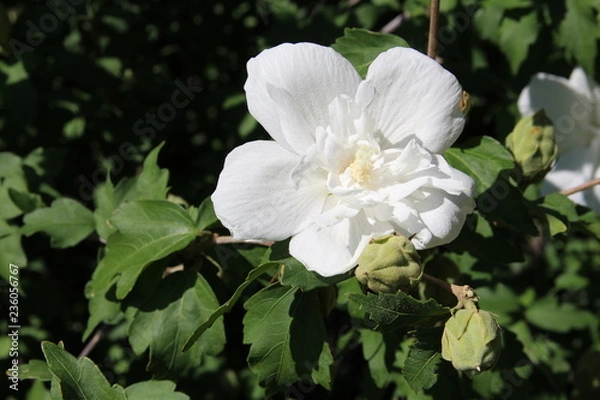 Obraz flower nature rose 