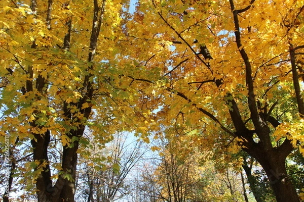 Obraz tree in autumn nature fall