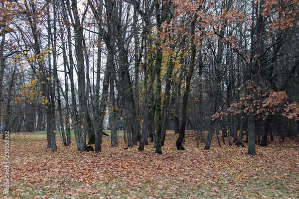 Obraz autumn tree nature forest fall