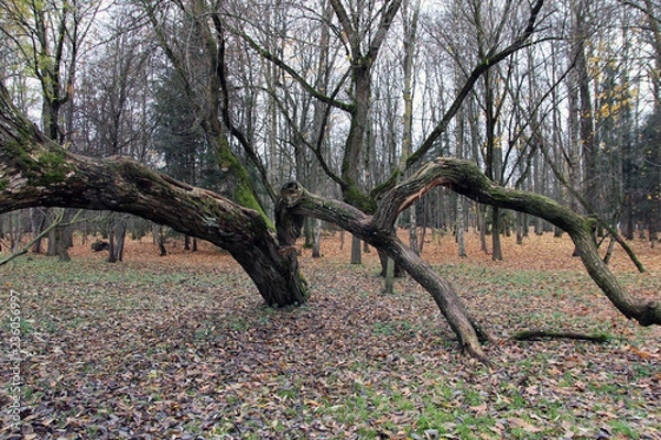 Obraz autumn tree nature forest fall