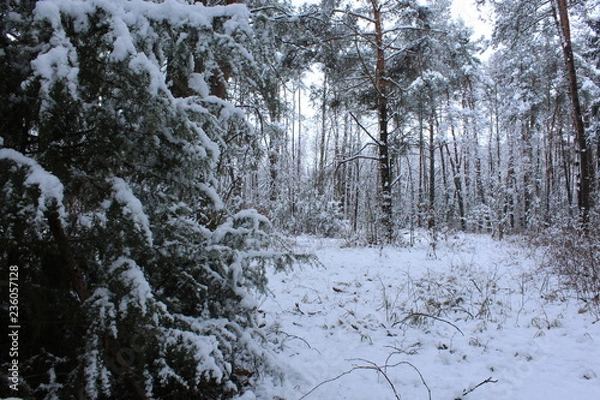 Obraz winter snow tree cold forest
