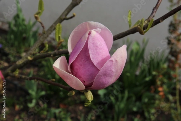 Obraz flower spring tree magnolia