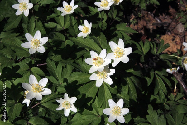 Obraz flower nature spring forest 