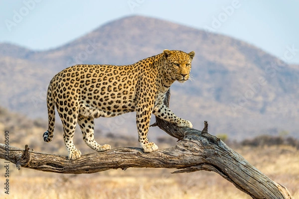 Obraz The Leopard in Namibia