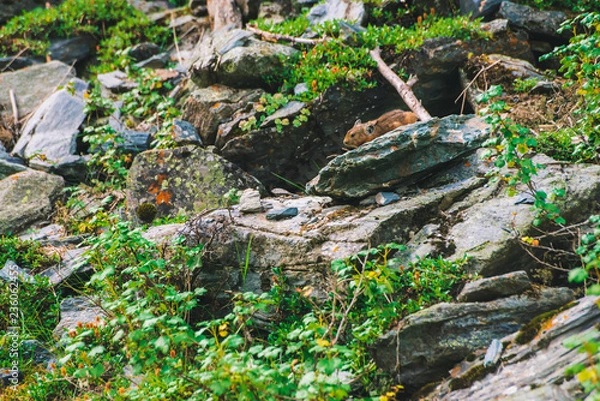 Obraz Pika rodent on cliff among rich plants of highlands. Small curious animal on rock. Little fluffy cute mammal on background of greenery.