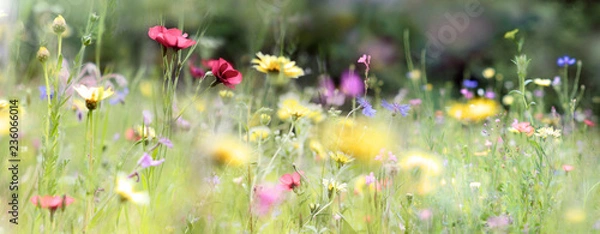 Obraz wildflower meadow nature banner pastel