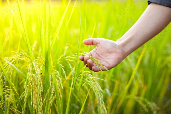 Fototapeta wheat in hand
